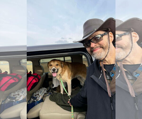 Medium Photo #5 Siberian Husky-Unknown Mix Puppy For Sale in Spring Lake, NC, USA