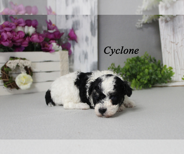Medium Photo #6 Poodle (Toy) Puppy For Sale in CHANUTE, KS, USA