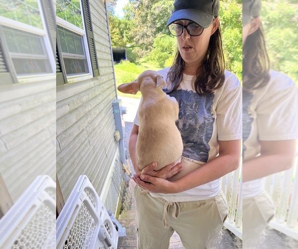 Medium Photo #10 French Bullhuahua Puppy For Sale in SPRAGGS, PA, USA
