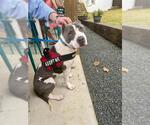 Small #2 American Staffordshire Terrier Mix