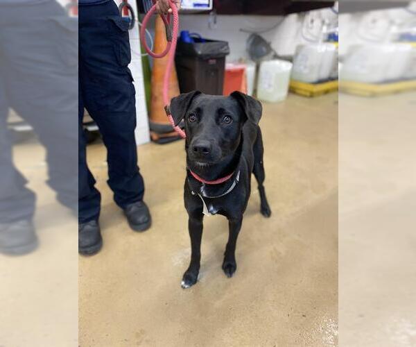 Medium Photo #1 Mutt Puppy For Sale in Chula Vista, CA, USA