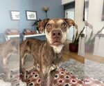 Small #1 Catahoula Leopard Dog Mix