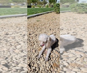 Poodle (Toy) Dogs for adoption in LAS VEGAS, NV, USA