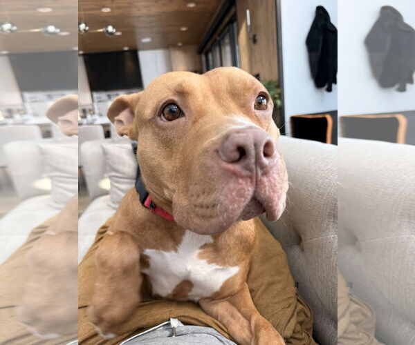Medium Photo #3 American Pit Bull Terrier-Unknown Mix Puppy For Sale in Aurora, CO, USA