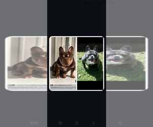 Mother of the French Bulldog puppies born on 04/02/2025