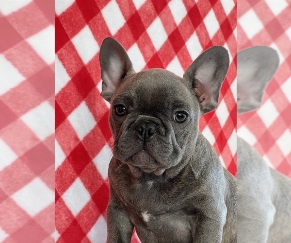 Medium Photo #1 French Bulldog Puppy For Sale in MARTINSVILLE, IN, USA