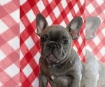 Small Photo #1 French Bulldog Puppy For Sale in MARTINSVILLE, IN, USA