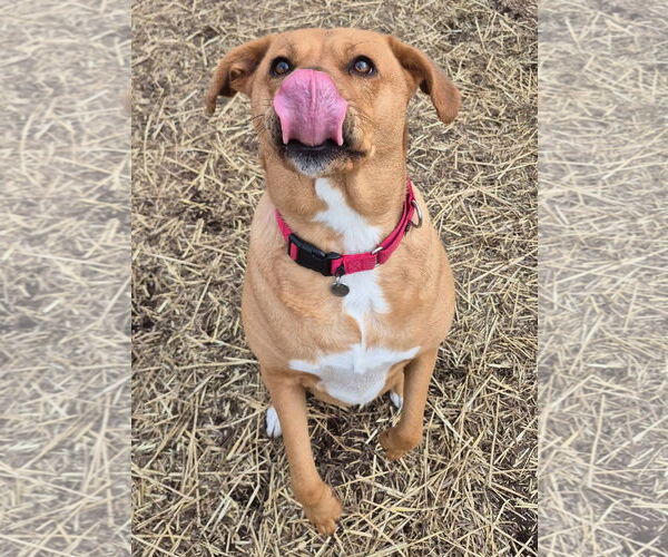Medium Photo #2 Labrador Retriever-Rhodesian Ridgeback Mix Puppy For Sale in Techny, IL, USA