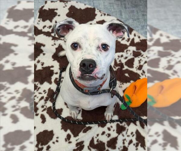 Medium Photo #3 Mutt Puppy For Sale in Fort Collins, CO, USA