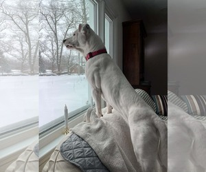 Boxer Mix Dog for Adoption in Germantown, Ohio USA