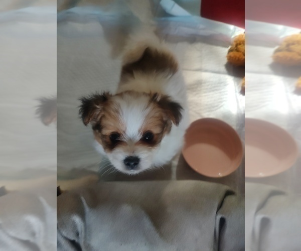 Medium Photo #12 Biewer Terrier-Pomeranian Mix Puppy For Sale in ESTILL SPRINGS, TN, USA