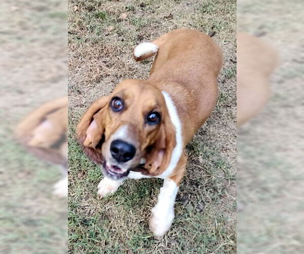 Medium Photo #2 Basset Hound Puppy For Sale in Deepwater, NJ, USA