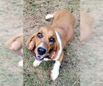 Small #1 Basset Hound