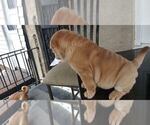 Small Photo #4 Chinese Shar-Pei Puppy For Sale in BALTIMORE, MD, USA