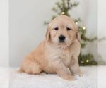 Small #2 Golden Retriever
