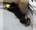 Small #4 Rottweiler
