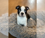 Small Photo #1 Boston Terrier Puppy For Sale in RIDGEVILLE, SC, USA
