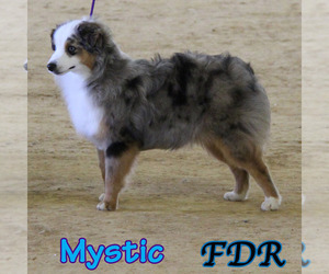 Mother of the Miniature Australian Shepherd puppies born on 09/27/2025