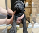 Small Photo #5 Bullmastiff Puppy For Sale in CHARLESTON, WV, USA