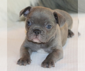 French Bulldog Puppy for sale in WINNSBORO, TX, USA
