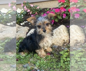 Yorkshire Terrier Puppy for sale in CANOGA, NY, USA