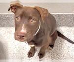Small #1 American Pit Bull Terrier Mix