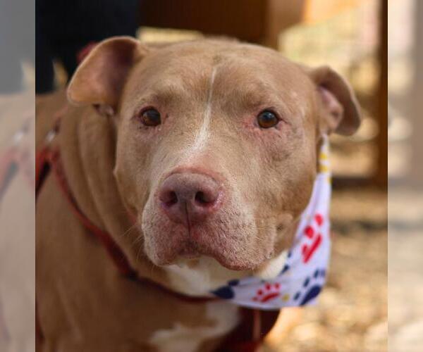 Medium Photo #1 American Staffordshire Terrier Puppy For Sale in San Antonio, TX, USA