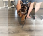 Small #4 Yorkshire Terrier