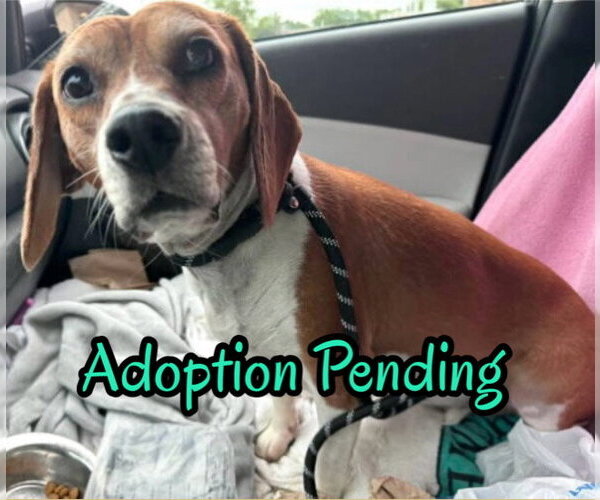 Medium Photo #1 Beagle Puppy For Sale in Dunnellon, FL, USA