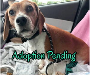 Beagle Dogs for adoption in Dunnellon, FL, USA