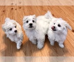 Small Photo #1 Maltese Puppy For Sale in WOODSTOCK, CT, USA