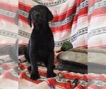 Small Photo #68 Labrador Retriever Puppy For Sale in MERIDEN, KS, USA