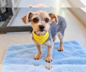 Mutt Dogs for adoption in Orange, CA, USA