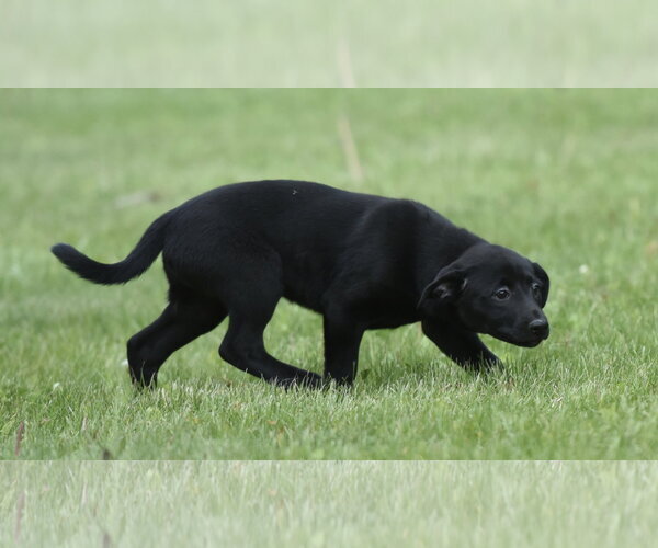 Medium Photo #6 Borador Puppy For Sale in Mechanicsburg, PA, USA