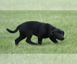 Small #5 Borador