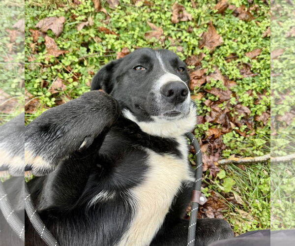 Medium Photo #3 Mutt Puppy For Sale in Sparta, TN, USA