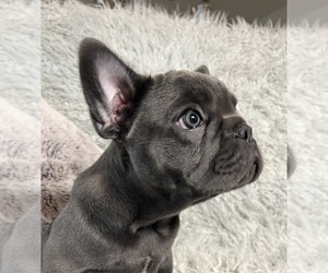 French Bulldog Puppy for sale in RIVERSIDE, CA, USA