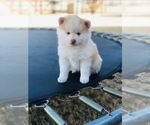 Small Photo #5 Pomsky Puppy For Sale in ALTUS, OK, USA