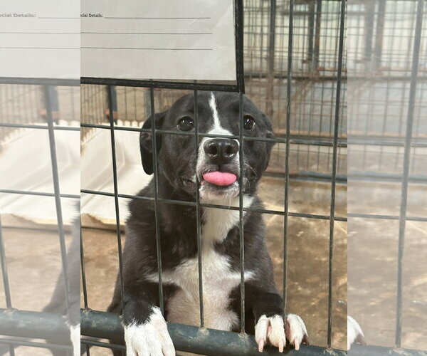Medium Photo #3 Border Collie-Unknown Mix Puppy For Sale in Jackson, MS, USA