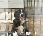 Small #2 Border Collie Mix
