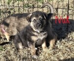 Puppy Nuk Alaskan Shepherd