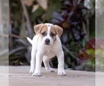 Small Photo #8 Labrador Retriever-Unknown Mix Puppy For Sale in San Diego, CA, USA