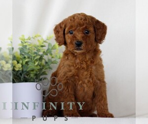 Goldendoodle (Miniature) Puppy for Sale in NARVON, Pennsylvania USA