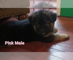 Small Photo #2 German Shepherd Dog Puppy For Sale in LACEY, WA, USA