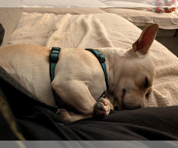Medium Photo #8 Chihuahua-Unknown Mix Puppy For Sale in Lakewood, CO, USA