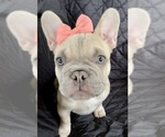 Small French Bulldog