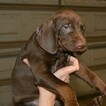 Small Photo #21 Vizsla-Weimaraner Mix Puppy For Sale in MILLBROOK, AL, USA