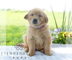 Small #5 Golden Retriever