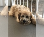 Small Photo #4 Soft Coated Wheaten Terrier Puppy For Sale in MARIETTA, GA, USA