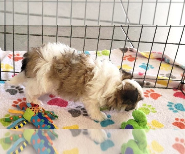 Medium Photo #7 Papitese Puppy For Sale in ORO VALLEY, AZ, USA